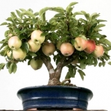 Kako uzgajati stablo jabuke iz sjemena ili grane kod kuće?